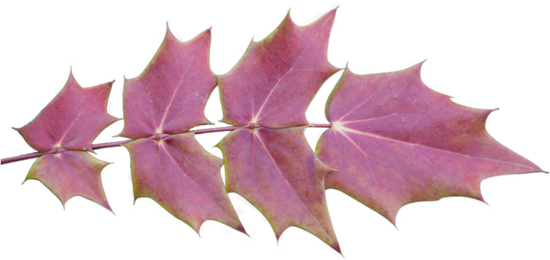 Autumn Leaves With Transparent Background - Maple Leaf (800x404)
