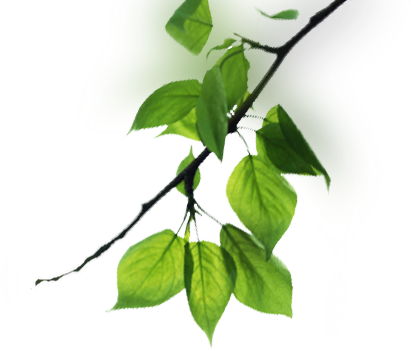 Branch - Branch (411x351)