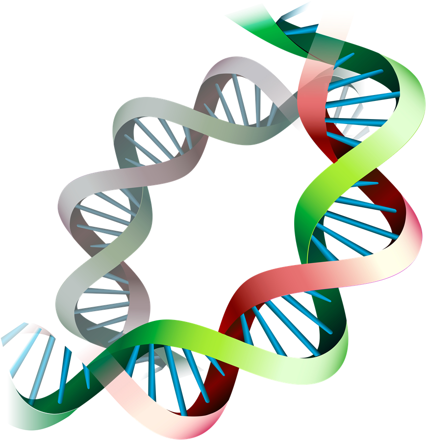 Epigenetic Expression Before And During Pregnancy - Portable Network Graphics (1000x1000)