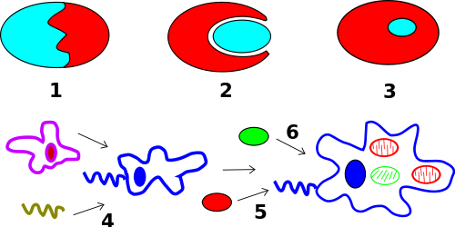 This Image Rendered As Png In Other Widths - Eukarya (500x250)