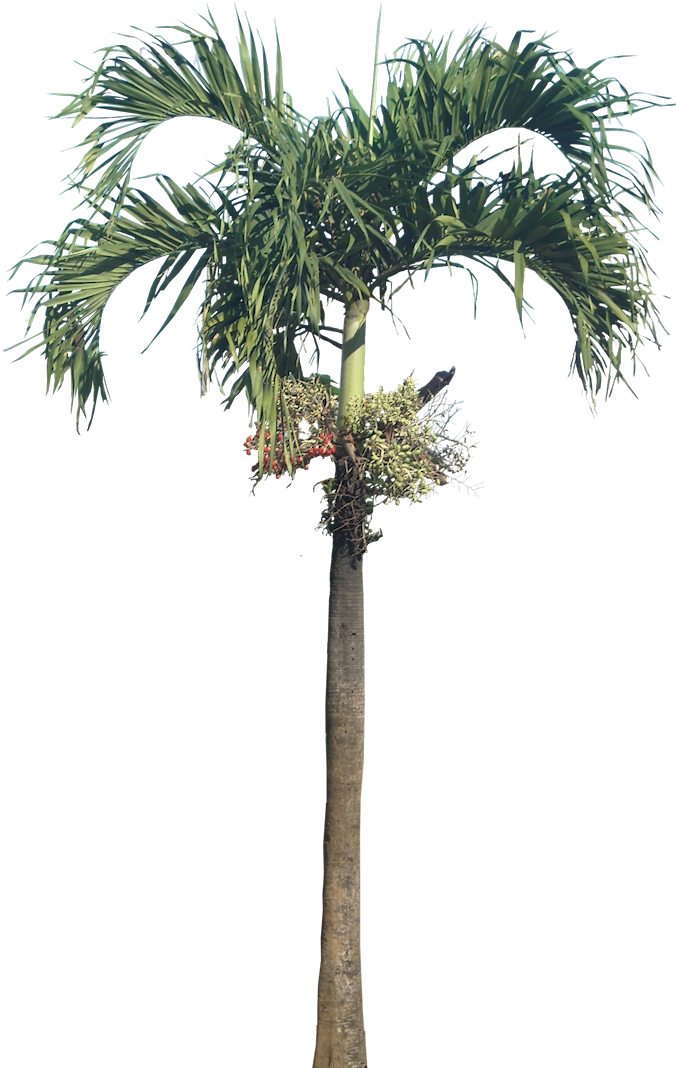Adonidia Tree Coconut Trunk - Adonidia Tree Coconut Trunk (677x1080)