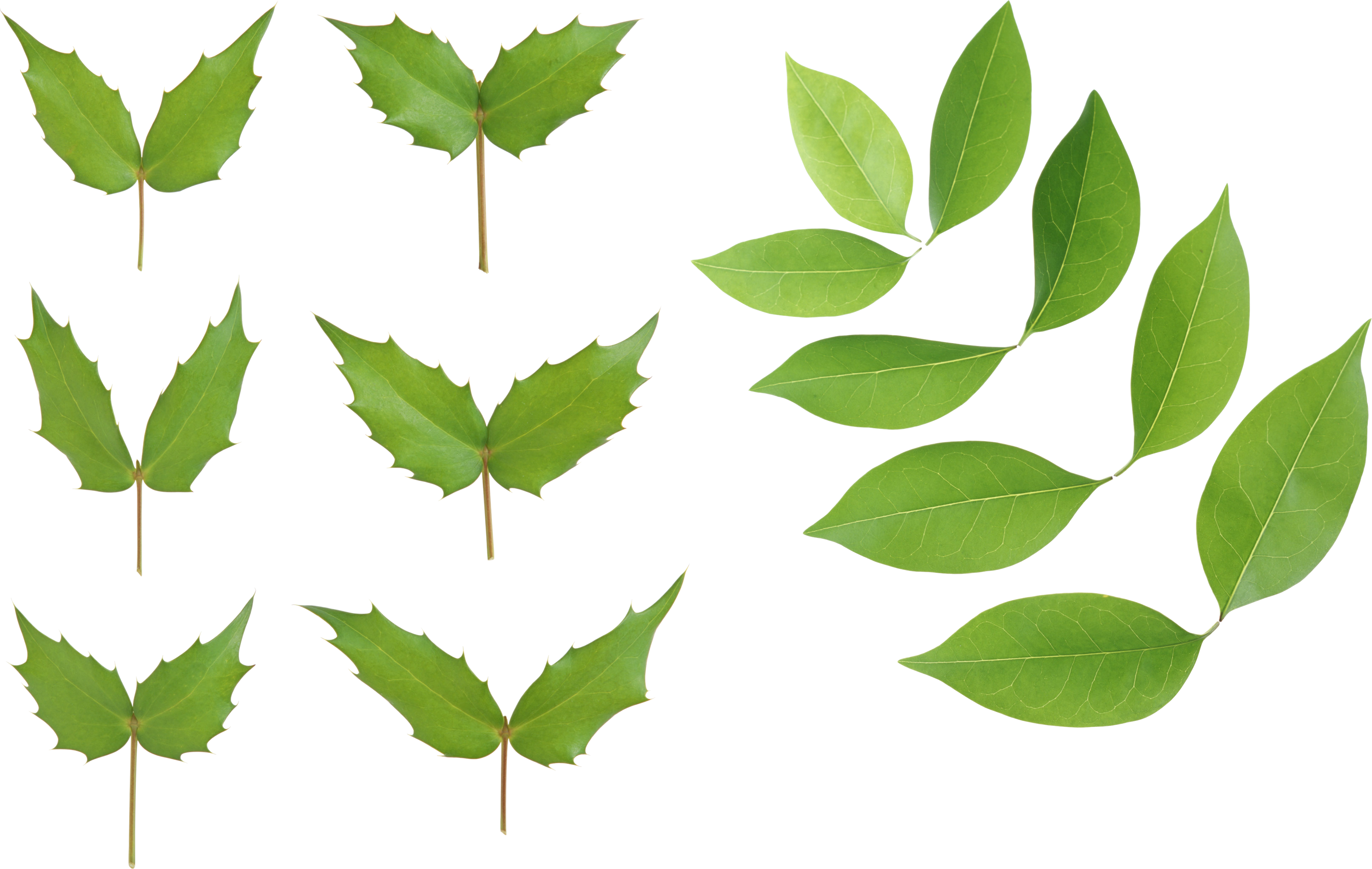 Green Leaves - Portable Network Graphics (3512x2224)