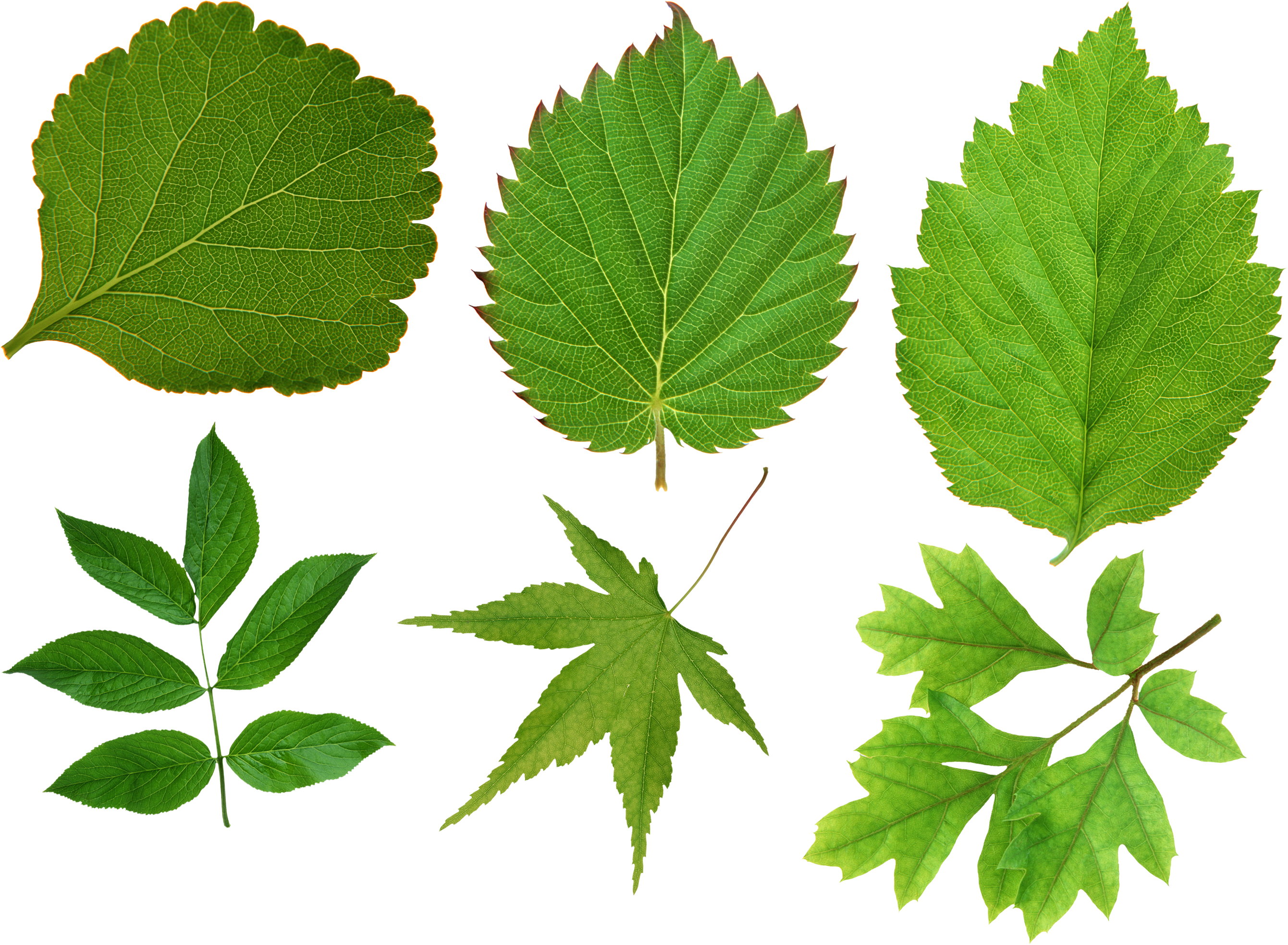 Blätter Png (2800x2099)