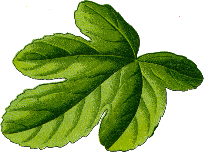 Fig Leaf - Fig Leaf Png (676x503)
