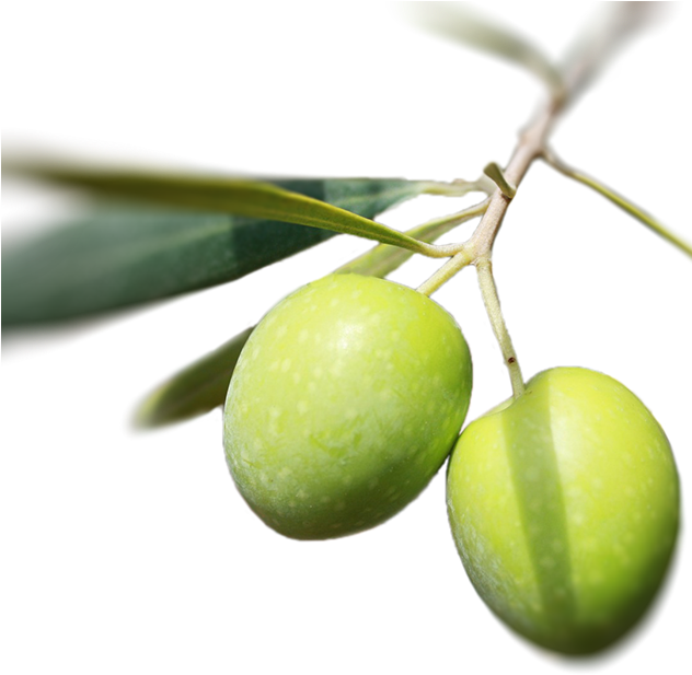 Olive (631x629)