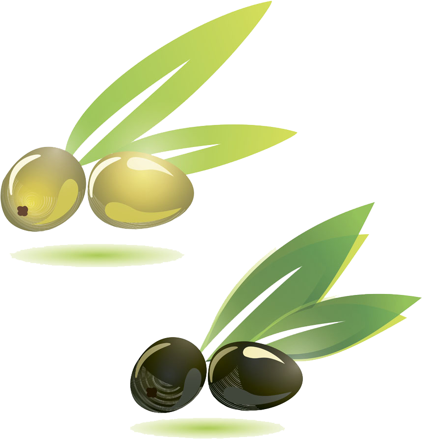 Olive Branch Illustration - Vector Graphics (1000x1000)