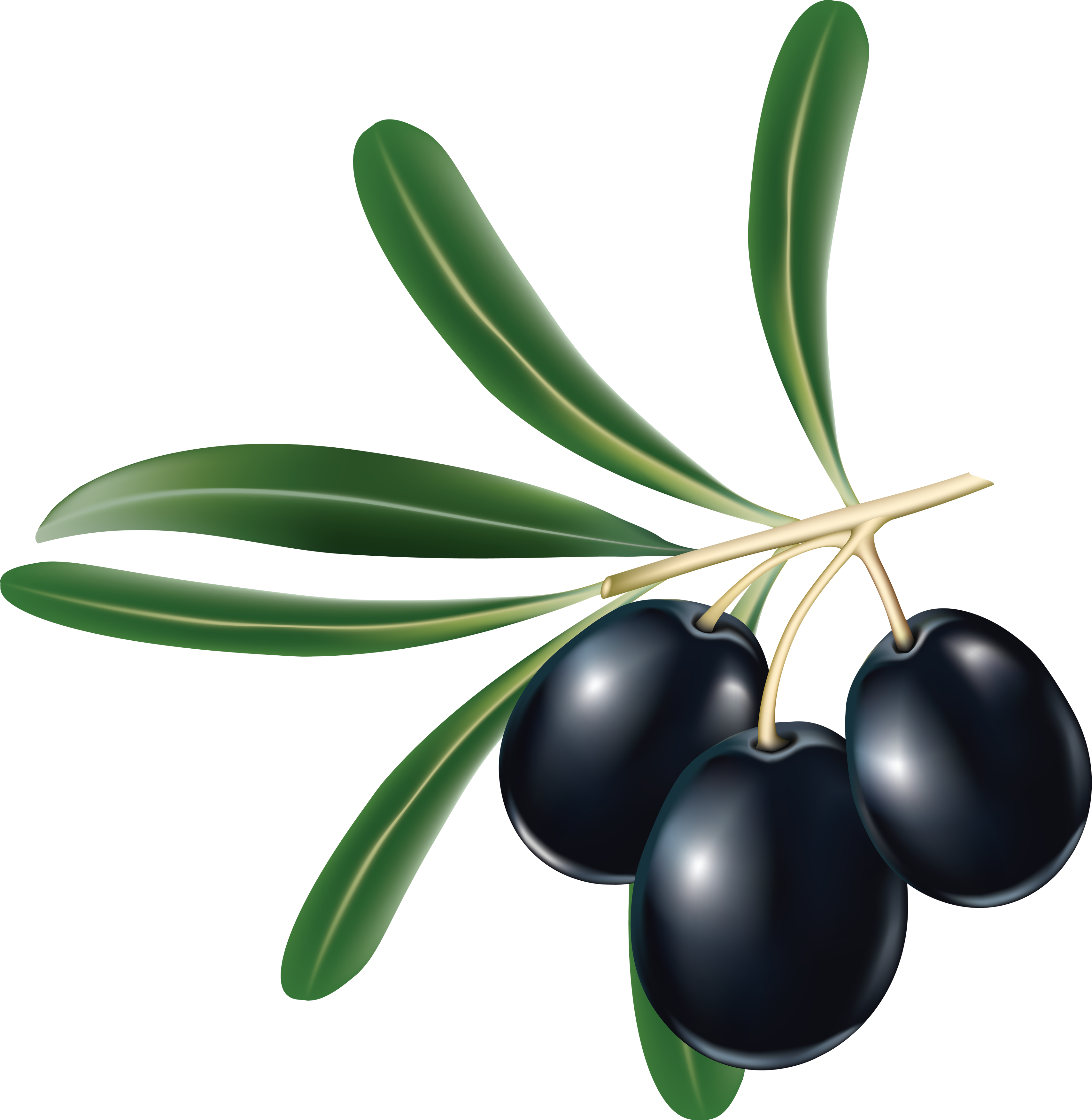 Black Olive Png (3417x3505)