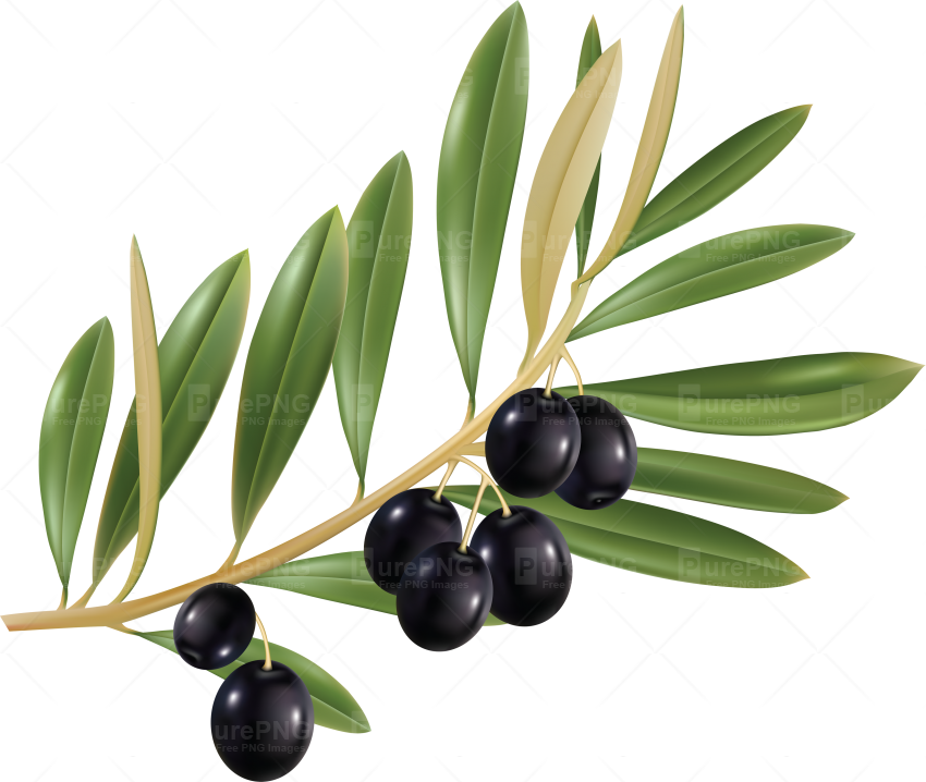 Olive Png (850x718)
