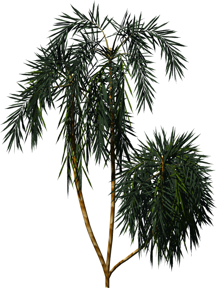 Acai Palm - Texture Mapping (1024x1024)
