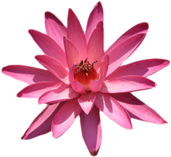 White Chandelier Silhouette Png Lotus Flower Png Lotus - Water Lily (466x350)