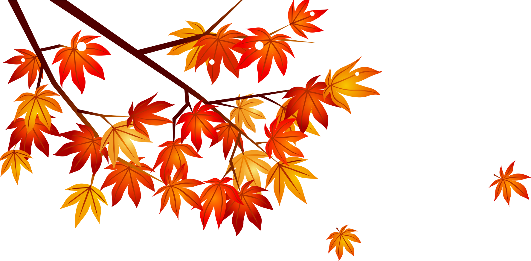 Maple Leaf Clipart Watermelon - Office (1776x874)