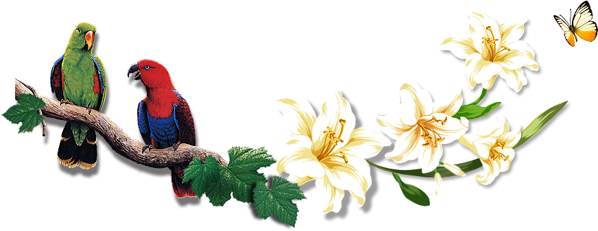 Ave De Pico De Loro - Lorikeet (935x462)