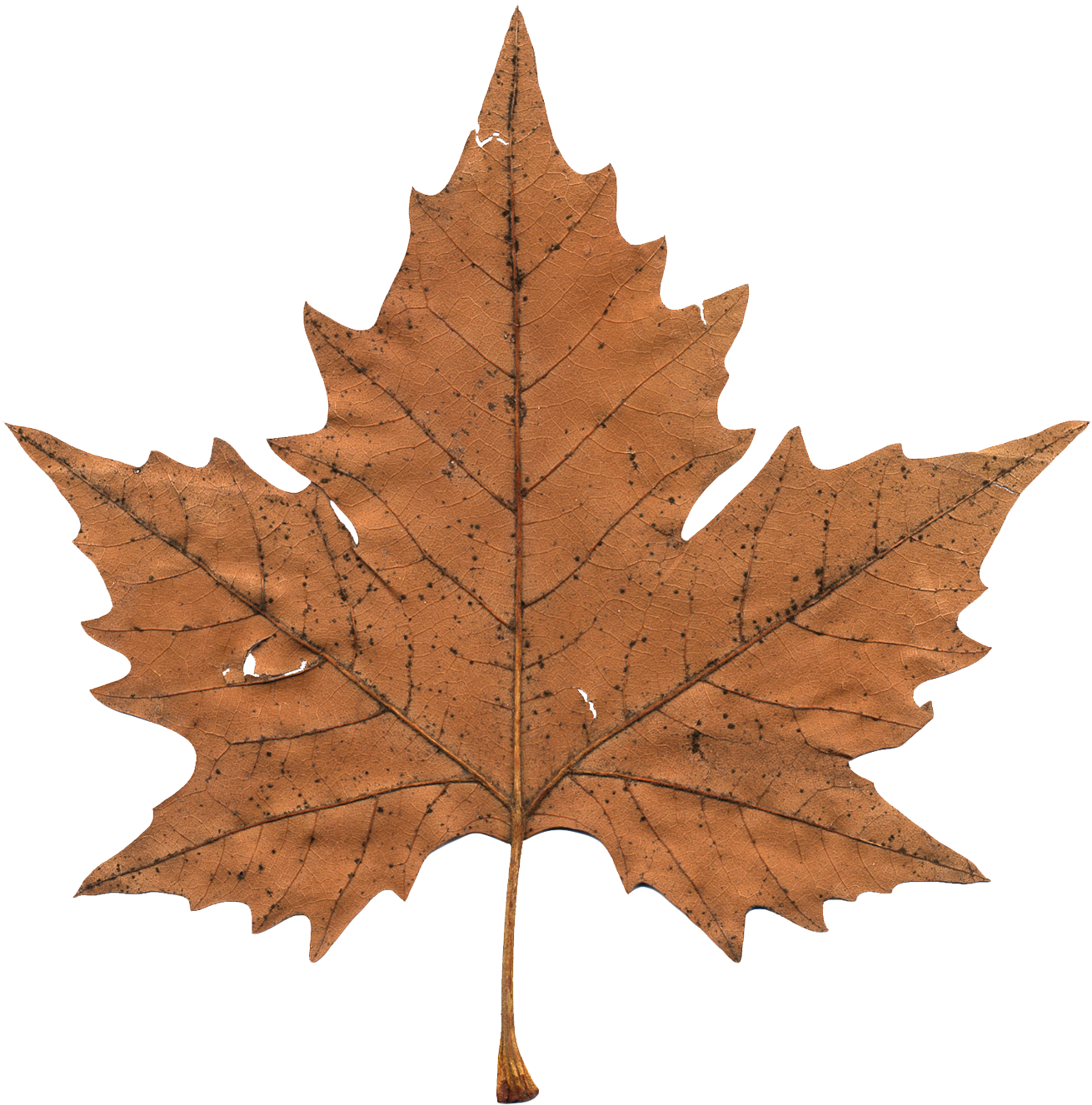 Maple Leaf - Maple Leaf Png Transparent (1462x1491)