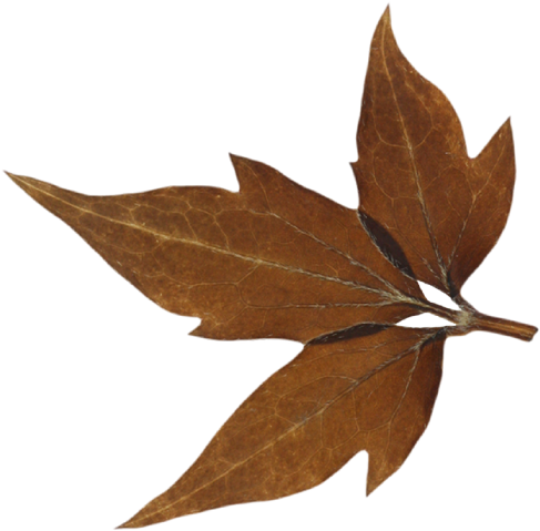 Feeling Extra Swankful Join Us For A Powerful - Maple Leaf (512x512)