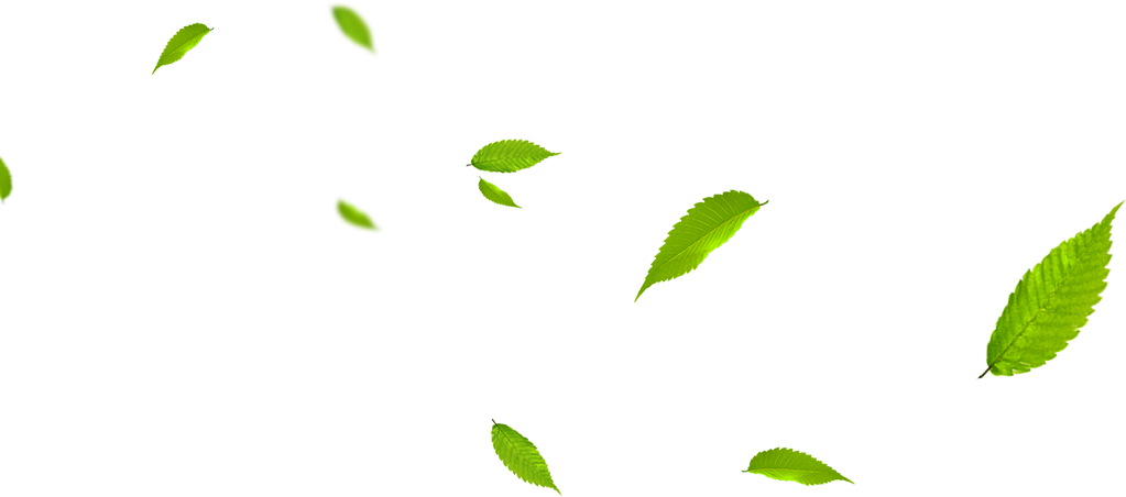 Leaf Green Euclidean Vector Gratis - Portable Network Graphics (1023x452)