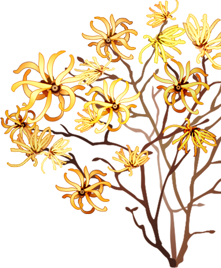 Witch Hazel Uses - Witch Hazel Uses (446x541)