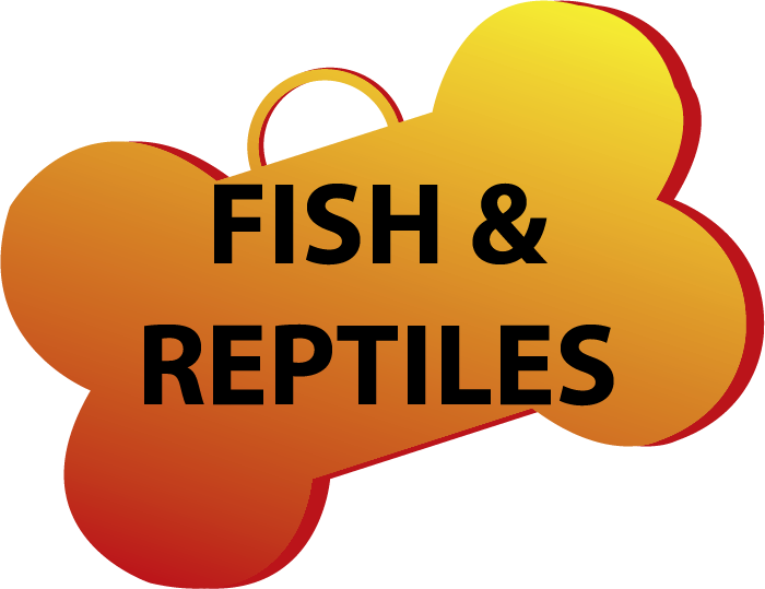 Reptile (700x539)