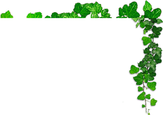 Herba Png (550x380)