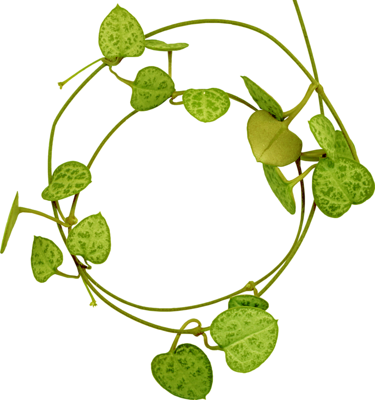 Green Leaves Plants Frames - Картинки Привет (750x799)