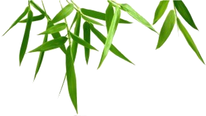 Nature - Epidendrum (720x400)