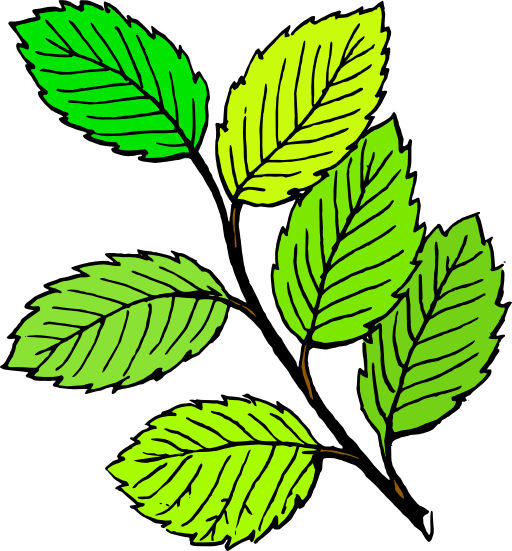 Leaf Black And White (512x551)