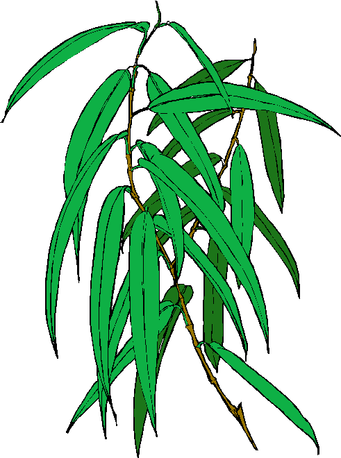 5 Oz - $4 - 50, Eucalyptus - Eucalyptus (491x660)