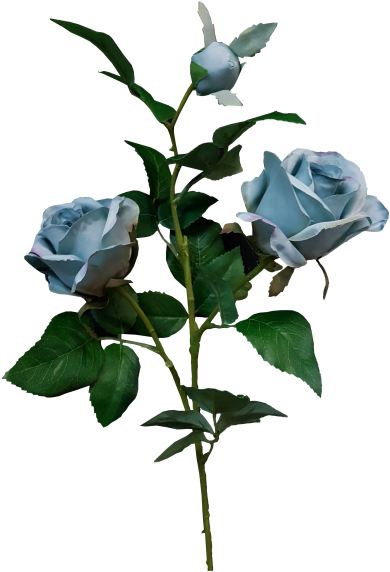 Rose By - Floribunda (800x600)