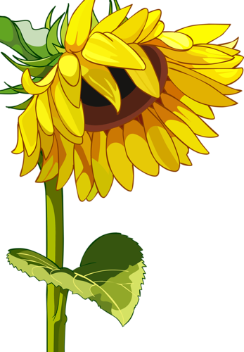 Tubes Fleurs - Clip Art (347x500)