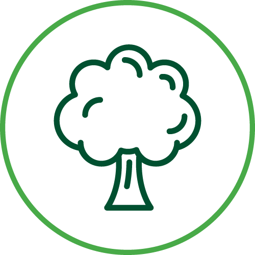 Tree Surgery - Robert Bakewell Primary School (500x500)