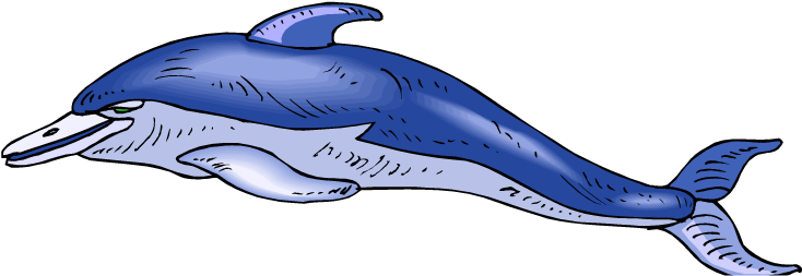Bottlenose Dolphin - Whale (750x264)