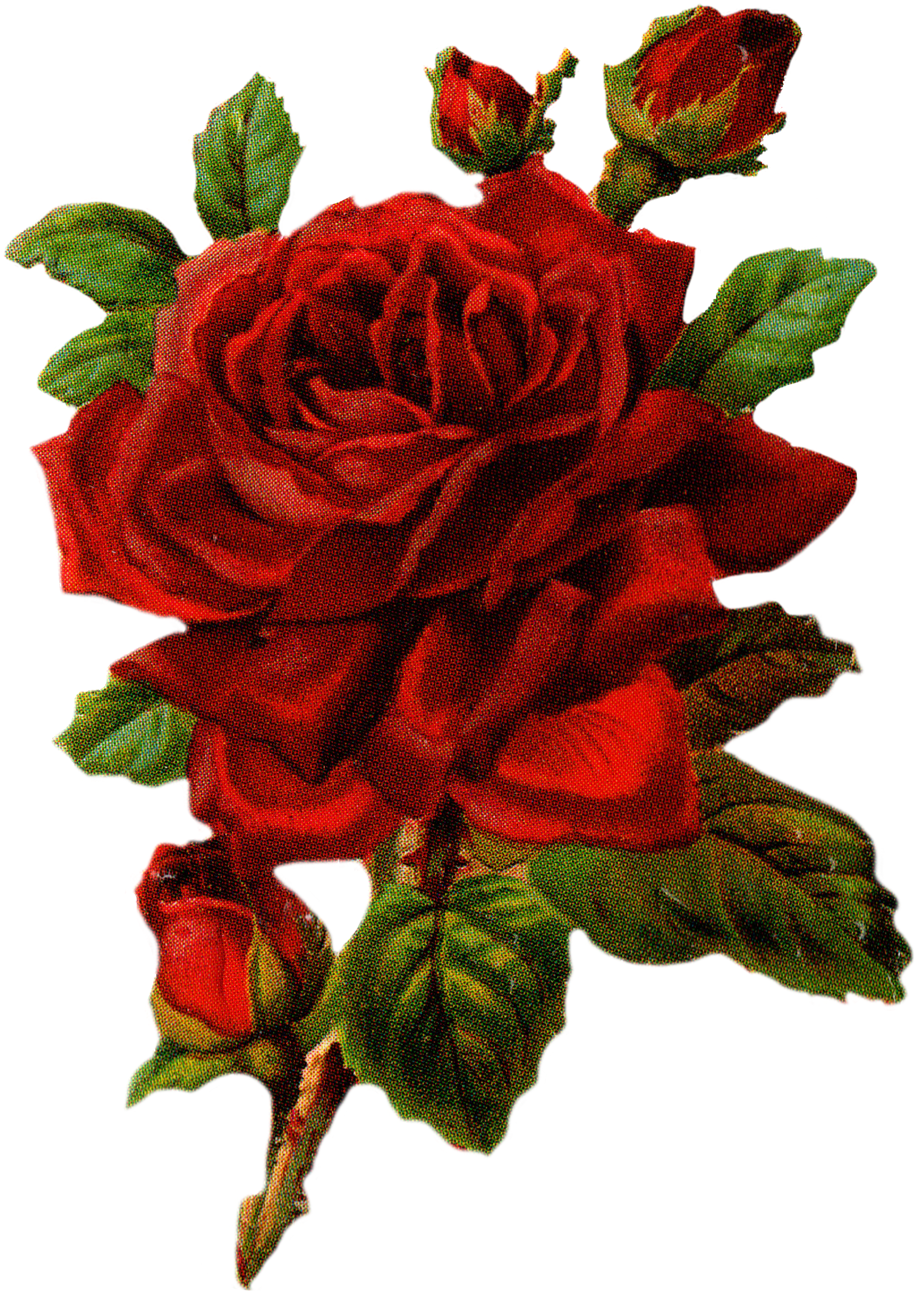 Rose Graphic - Rose Graphic (2550x3300)
