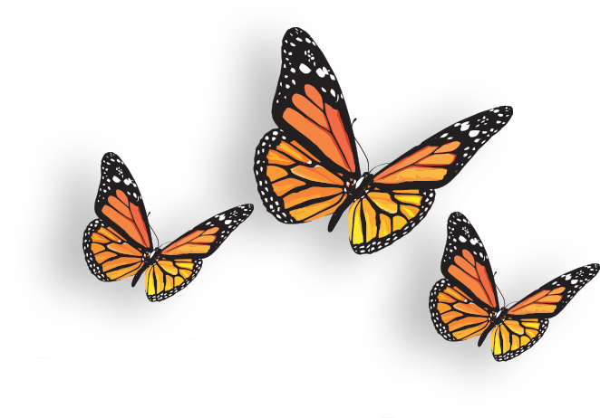 Butterfly (754x551)