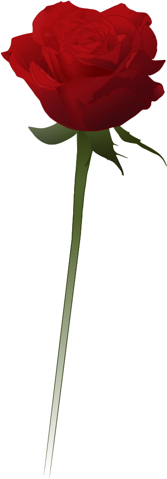 Red Rose Vector - Red Rose Vector Png (368x999)