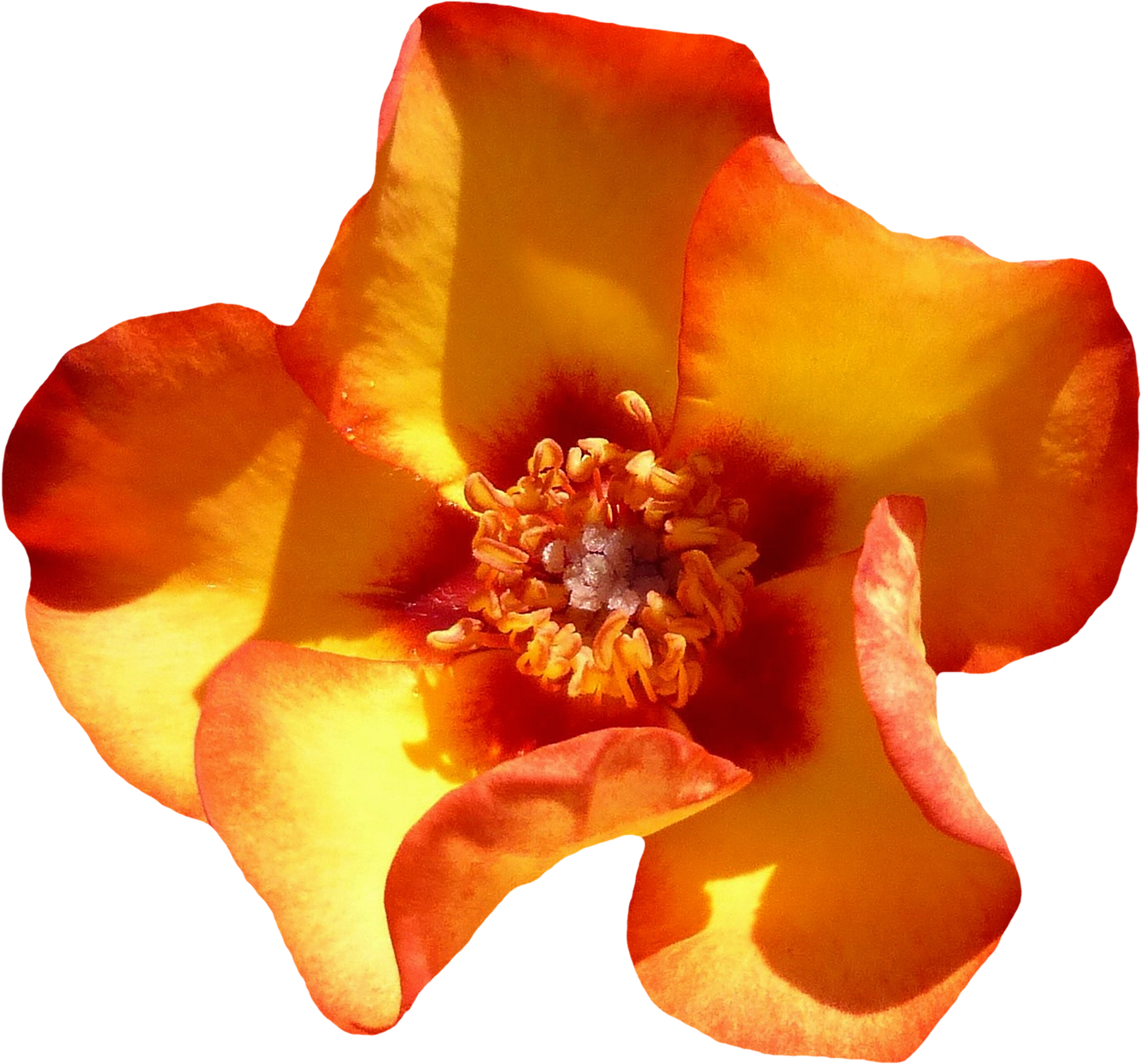 Flower Top View (1500x1387)