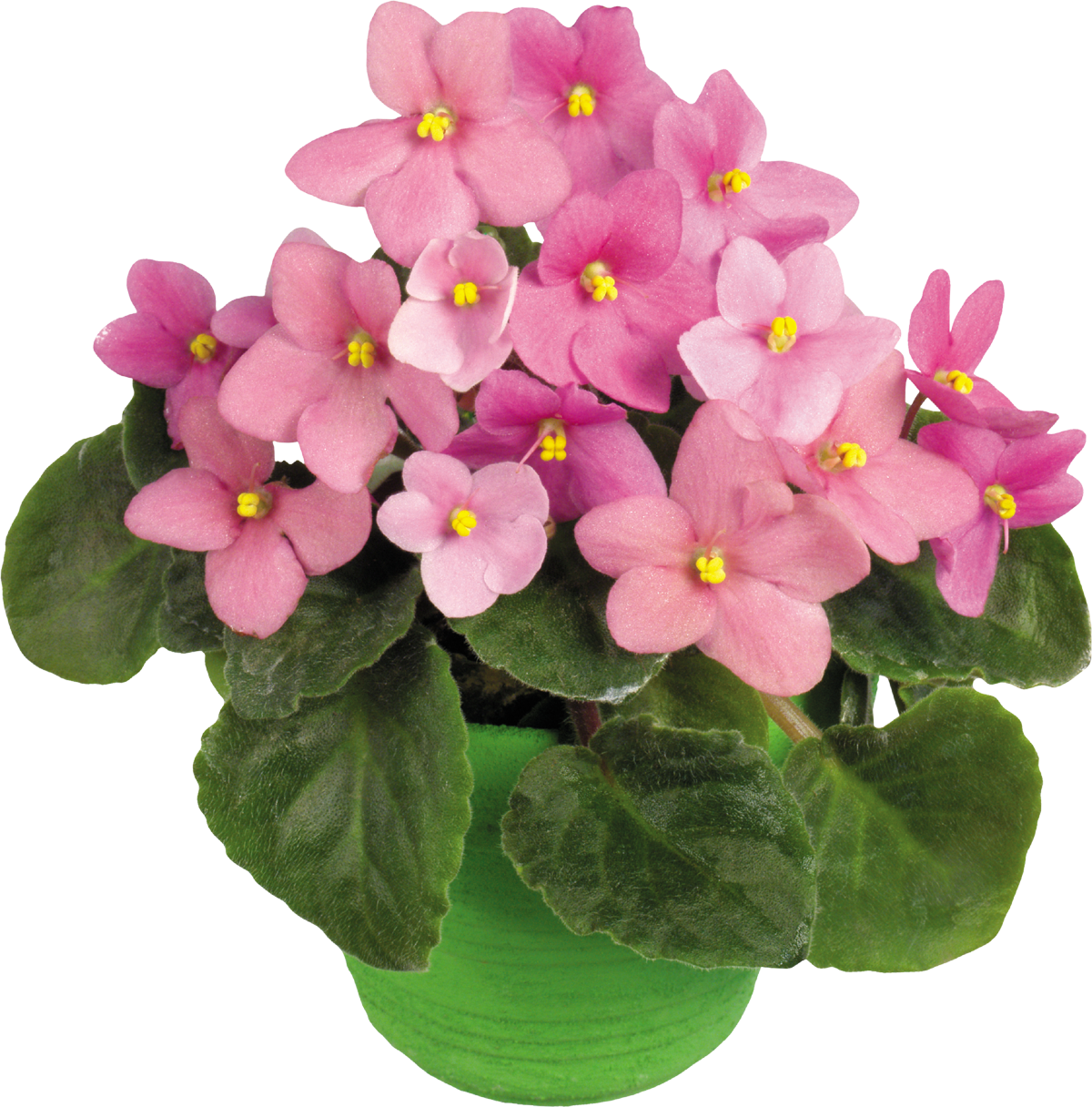Png形式でダウンロード - African Violets (1200x1216)
