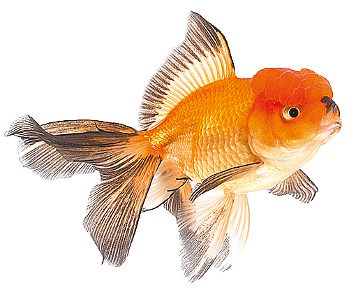 Bird Products - Goldfish (510x412)