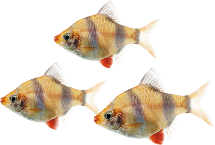 Deepfix Bird - Tilapia (442x299)