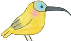 Coraciiformes (303x479)