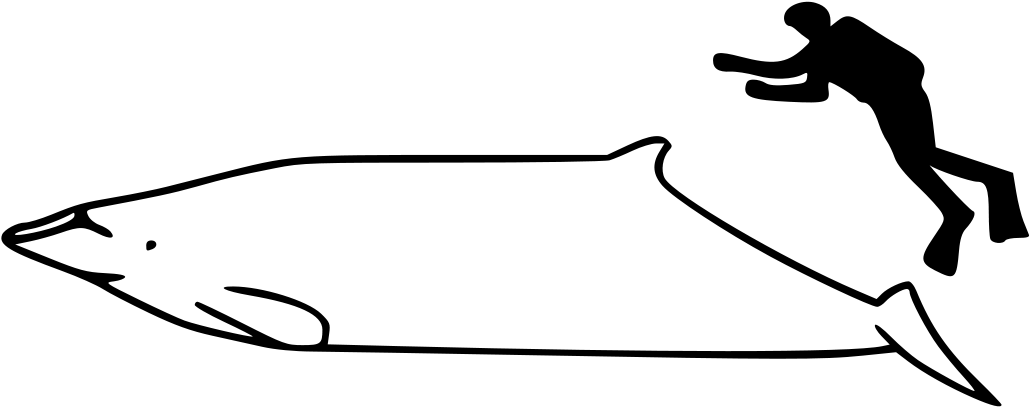 Whale Size (1200x508)