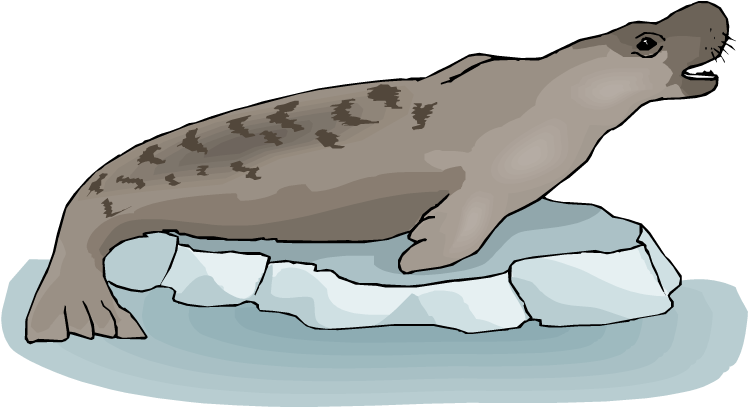 Chatting Seal - Seal (750x427)