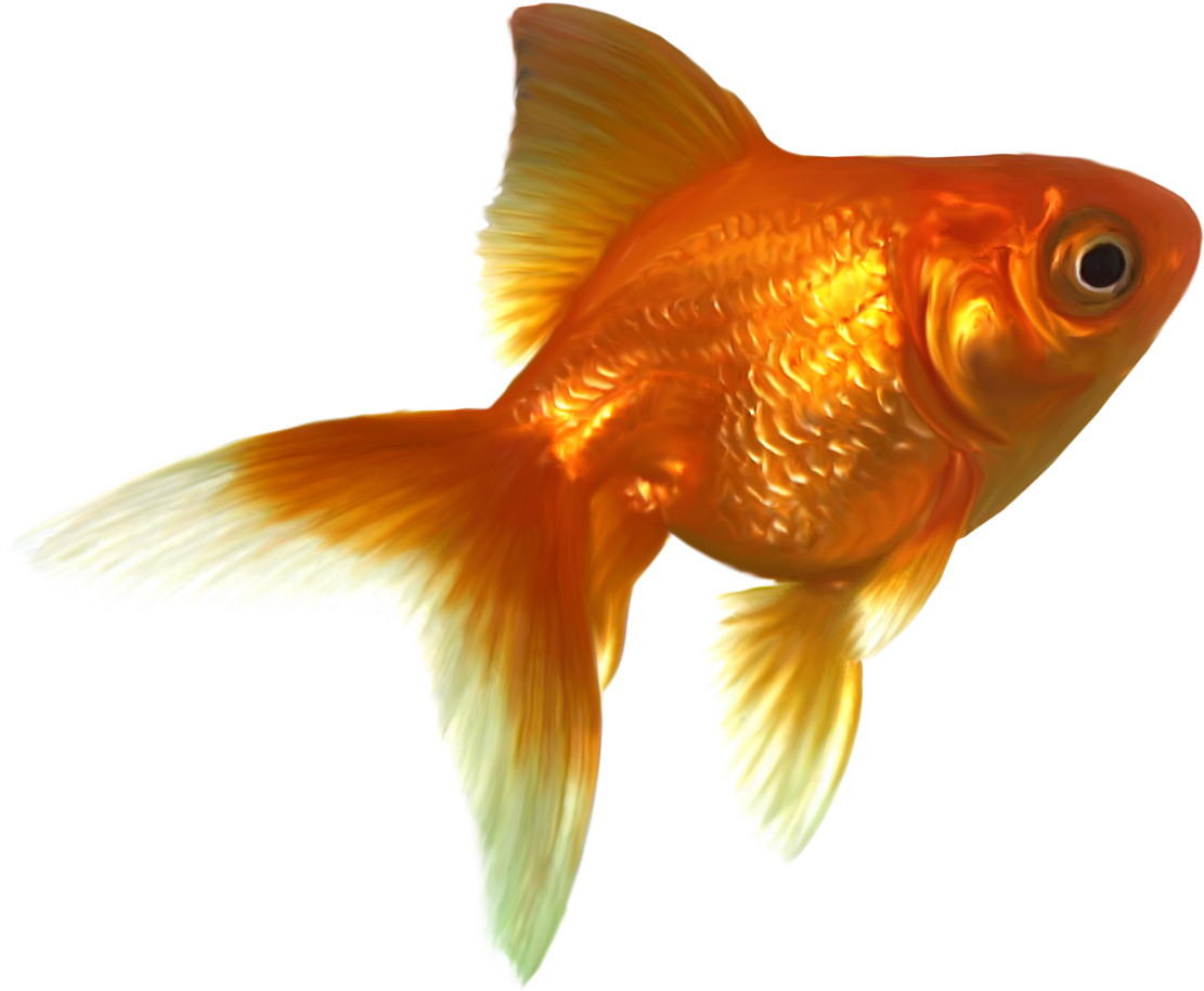Фото, Автор K - Gold Fish (1280x1076)