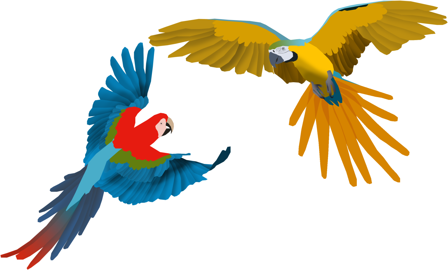 Posted Image - Macaw (1599x991)