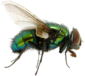 Animals - Fly Png (500x400)