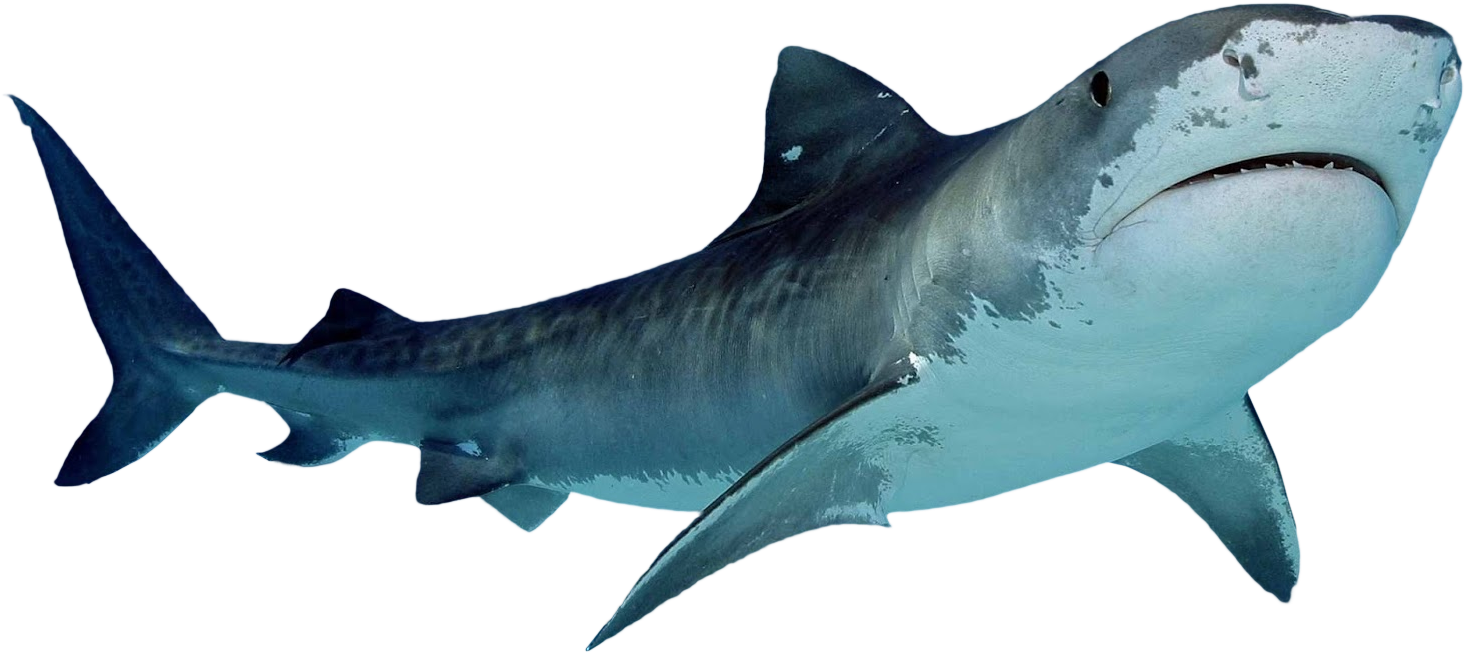 Shark Png (1600x1066)