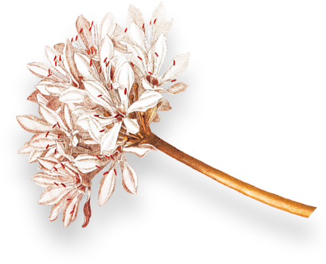 Scroll To Explore - Artificial Flower (460x400)