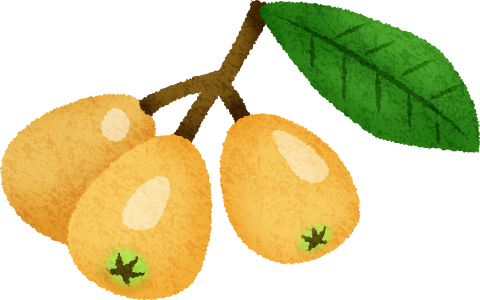 Loquat - Illustration (480x300)