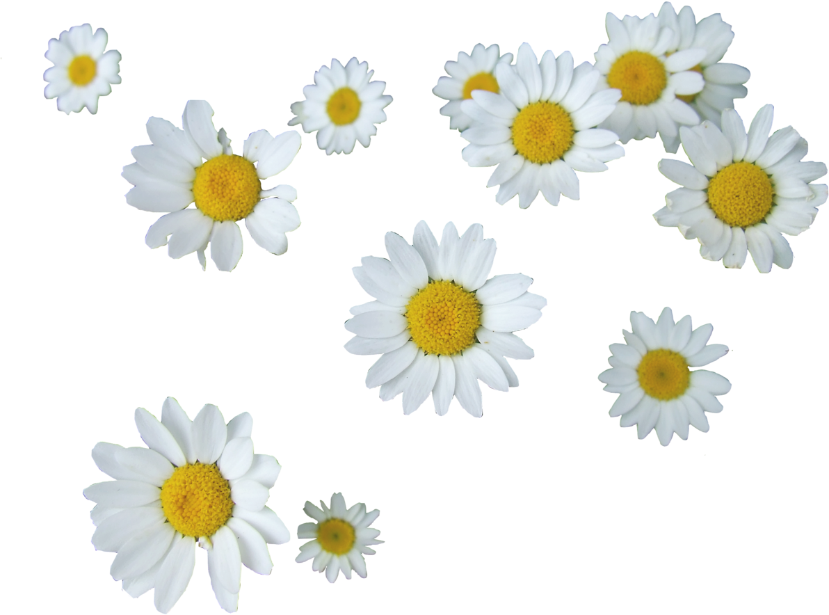 Show More Notesloading - Daisies Transparent (1280x960)