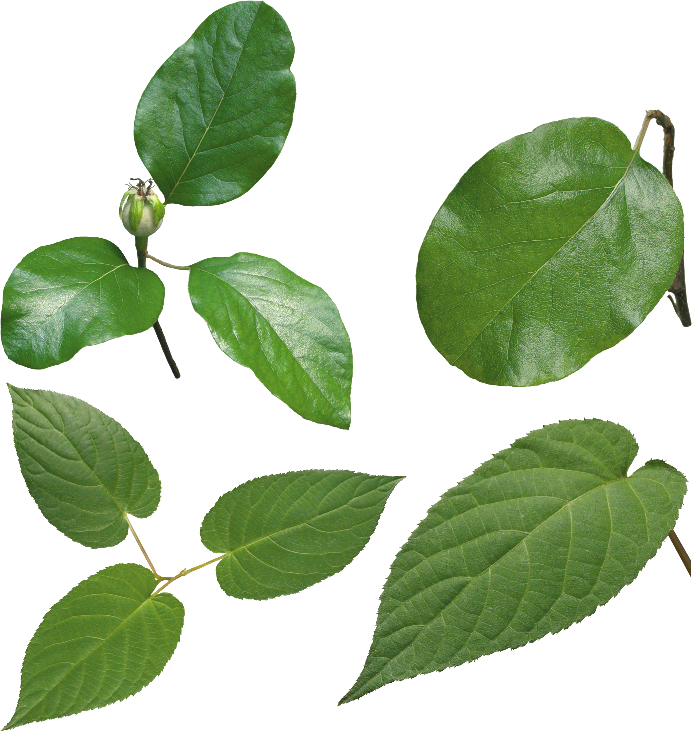 Green Leaf Png - Листья (2565x2574)