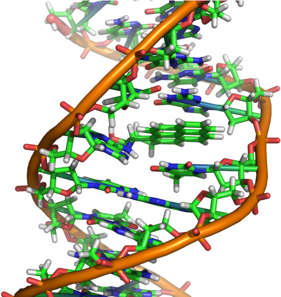 Opensnp Height Prediction - Spider Dna Structure (600x600)
