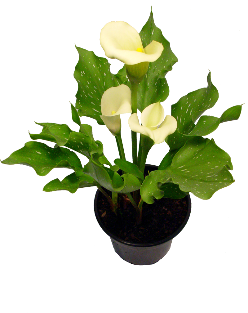 Calla Ou Copo De Leite - Milk (800x1009)